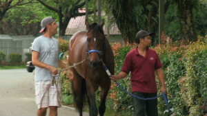 121112110423-winning-post-horse-trainers-singapore-00013224-story-body.jpg