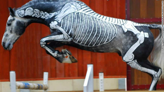 121206062459-equine-massage-skeleton-jumping-horizontal-gallery.jpg