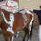 121206061847-equine-massage-horse-demo-topics.jpg